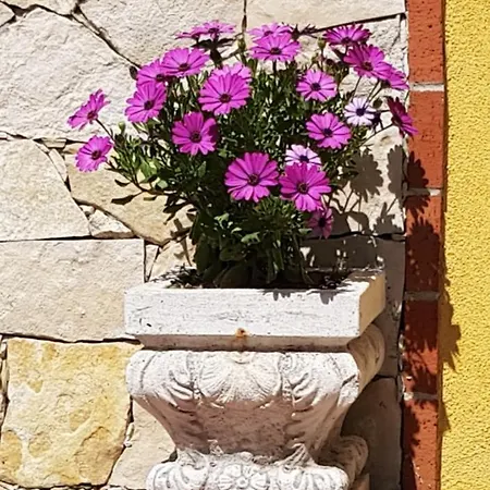 Alcantara Natura *